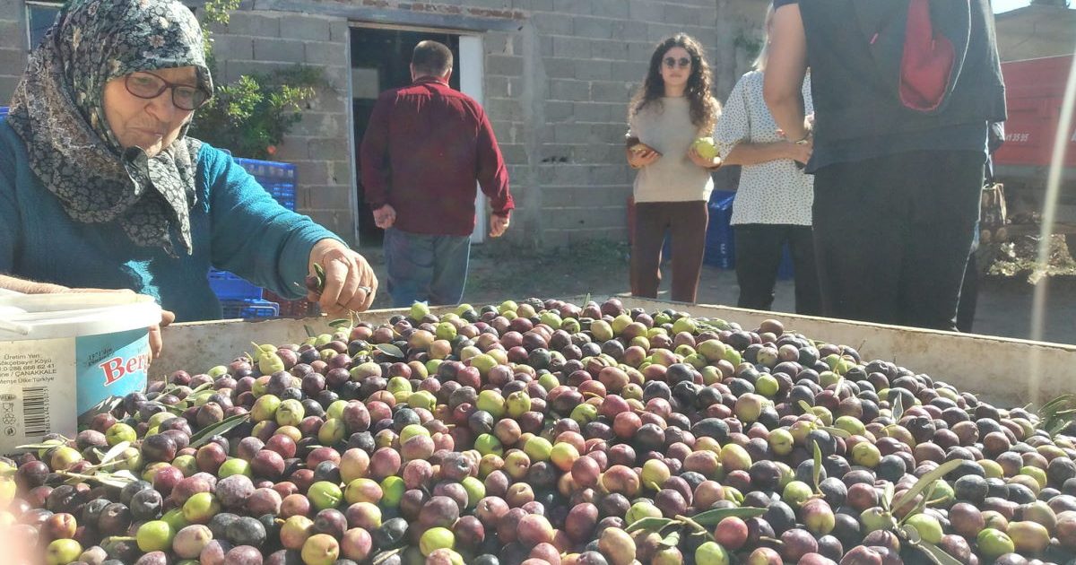 Zeytin Hasadı Atölyesi